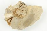 Cut/Polished Calycoceras Ammonite (Pair) - Texas #198213-3